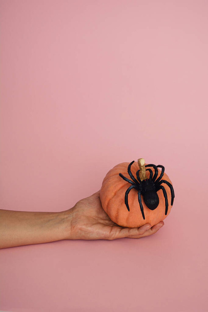 Hand holding small orange pumping with black spider on pink background. Aesthetic minimal composition. - Photo, Image