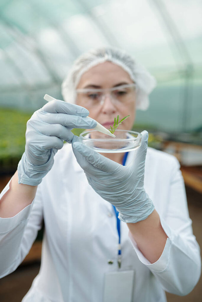 Gloved hands of biologist in whitecoat putting sample of leaf in petri dish - Foto, Imagem
