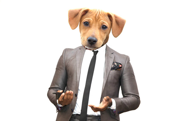 Funny face of a dog in a business suit. - Photo, Image