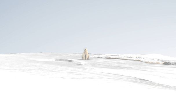 Ours polaire Se détendre sur le glacier Pôle Nord Réchauffement climatique, fonte des glaciers, protection de l'environnement,  - Photo, image