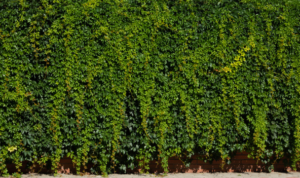Egy életképes zöld sövény textúrája. Tapéta zöld levelekkel. Sövény háttér. A kerítés közelről van elfoglalva.. - Fotó, kép