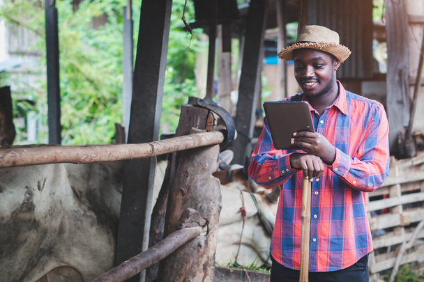 Afrikaanse boer onderzoekt en registreert details over de tablet van elke koe-industrie in een landbouwbedrijf.Landbouw of teelt concept - Foto, afbeelding