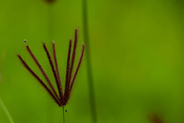 Καφέ χρώμα λουλούδι ενός χόρτου ζιζανίων από τη Δυτική Ghats, επιλεκτική εστίαση - Φωτογραφία, εικόνα