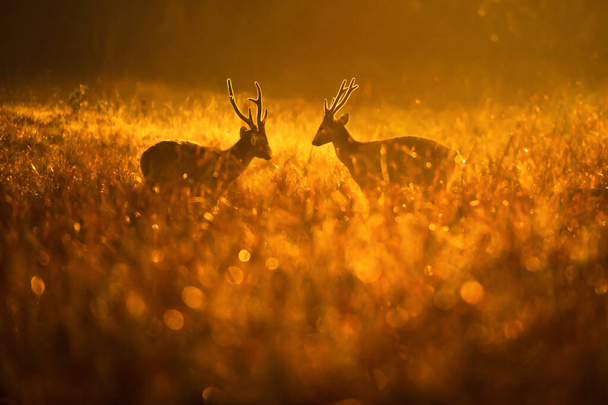 Mannetjes Hog Deer vechten voor paringsrituelen in het grasland op de zomerochtend. Abstracte glanzende ochtenddauw bij zonsopgang. Phu Khiao wildreservaat. Thailand. - Foto, afbeelding