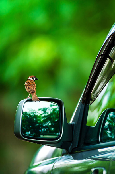 Een mus vogel zit op de zijspiegel en kijkt naar zichzelf in de spiegel, groen bos wazig in de achtergronden. Vakantie, vakanties, reisconcepten. Focus op een vogel. - Foto, afbeelding