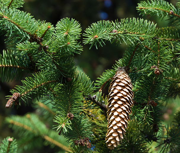Pine κλαδιά δέντρων ελάτης με κώνους - Φωτογραφία, εικόνα