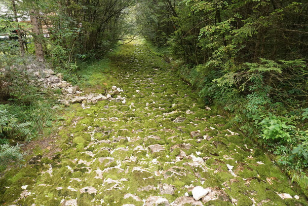 Letto di fiume asciutto ricoperto di muschio sul Soca Trail, Slovenia 2020 - Foto, immagini