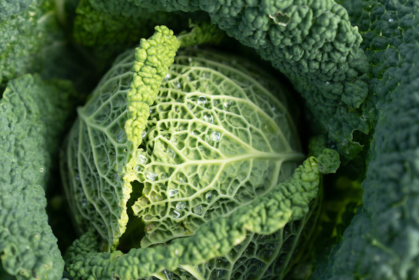 top View Of Green Savoy Cabbage  In Sunlight with water dew drops. Organic Food in a vegetable garden - Fotó, kép