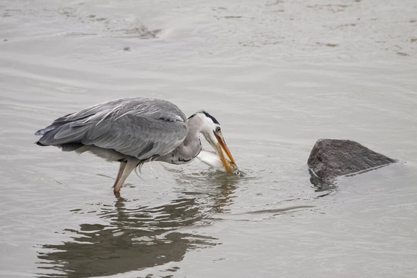 Heron with live mullet in its beak. Douro river, Porto, Portugal. - Photo, Image
