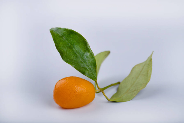 Maturare deliziosi kumquat con foglie poste su sfondo bianco. Foto di alta qualità - Foto, immagini