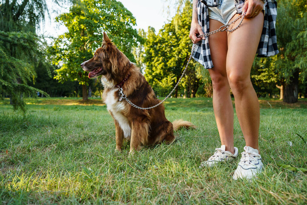 Border Collie dog on a walk in park with its female owner - Foto, imagen