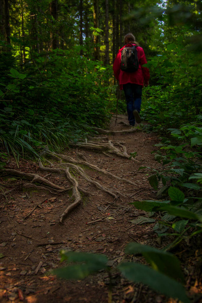 trekking attività nella foresta albero radici bello legno terra natura verticale fotografia e uomo persona su sfondo in rosso giacca - Foto, immagini