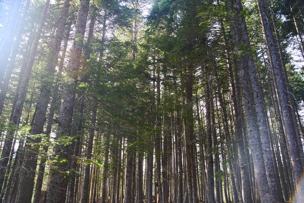 Keresek fenyőfák koronák ágak erdőben vagy erdőben. A földfelszínről származó fák teteje. - Fotó, kép