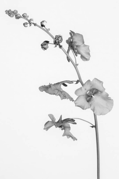 Black and white image of Diascia 'Ruby field'  - Foto, Imagem