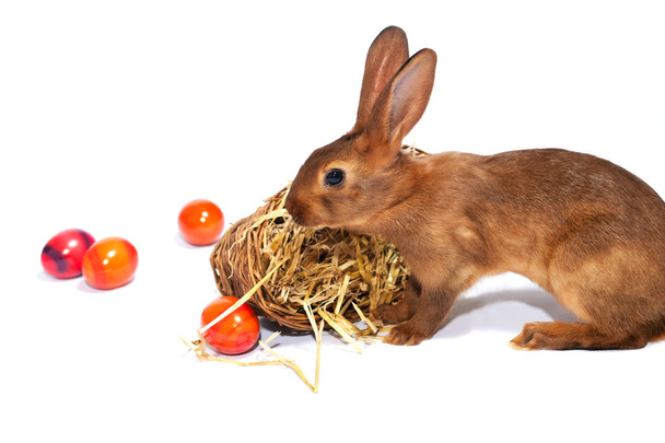 Easter bunnies with a basket - Photo, Image