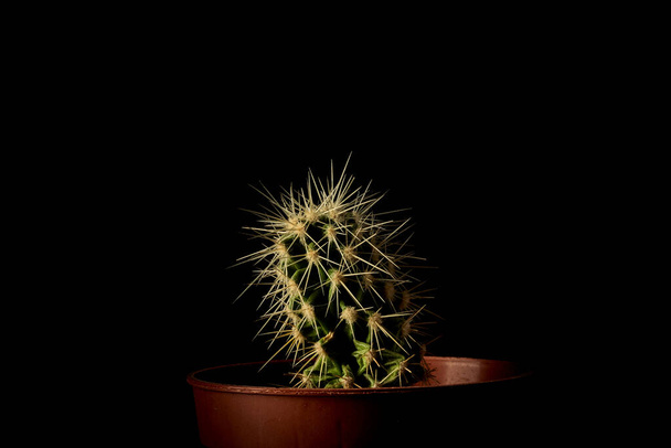 Cactus in a pot in a darkness - Photo, Image