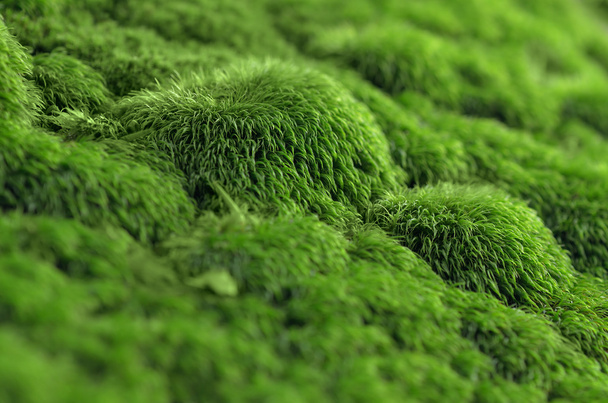 Musgo verde sobre piedra
  - Foto, Imagen
