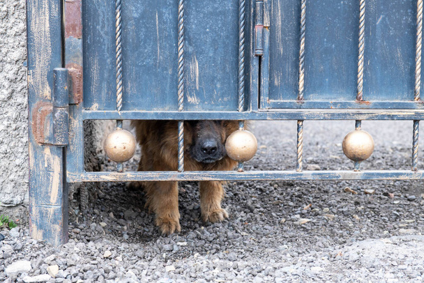un cane vive dietro un cancello alto - Foto, immagini