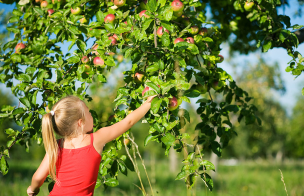 Una niña recogiendo una manzana
 - Foto, imagen