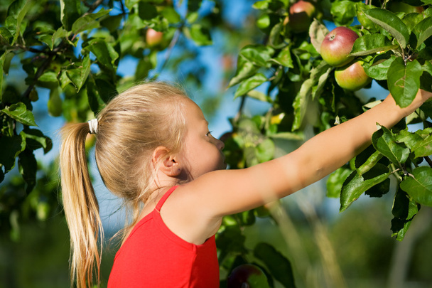 küçük bir kız bir elma toplama - Fotoğraf, Görsel
