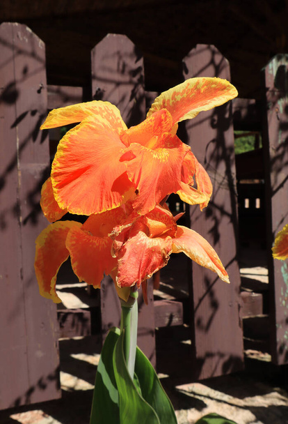 Widok z bliska pomarańczy Canna lilia lub Cannaceae - Zdjęcie, obraz