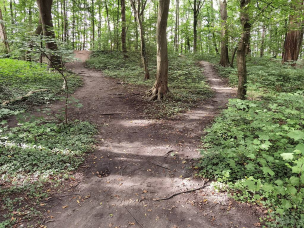 Leśne i leśne ścieżki latem w Niemczech - Zdjęcie, obraz
