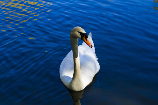 Swan está nadando en el lago - Foto, Imagen