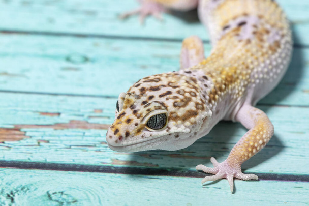 Un gecko léopard, lézard sur fond bleu, eublepharis macularius, gros plan animal. - Photo, image