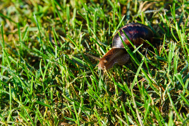 Величезна равлика Акатіна повзає на зеленій траві рано вранці. Вибіркове фокусування
. - Фото, зображення