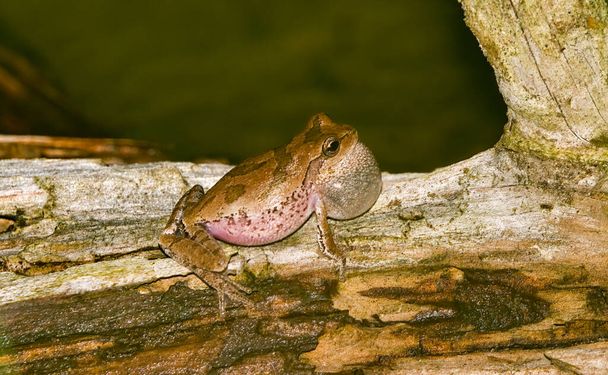 Erkek çam ağacı kurbağası - Dryophytes femoralis - ses kesesi genişletilmiş bir kütükten sesleniyor. - Fotoğraf, Görsel