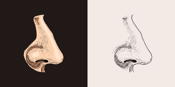 İnsan burnu. Organ anatomisi illüstrasyonu. Eski eskiz ve klasik tarzda oyulmuş bir el çizimi. yüzey ayrıntılı. - Vektör, Görsel