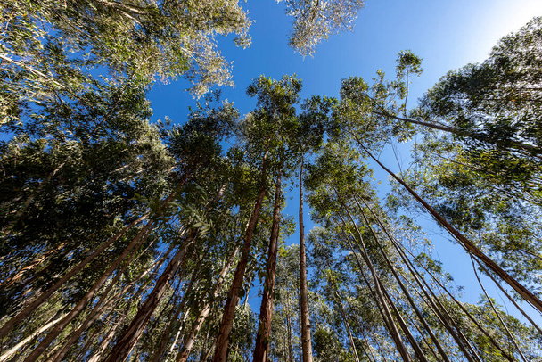 Eucalyptus trees in low angle shot.  - Photo, Image