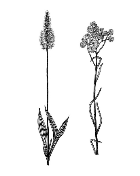 Plantago or Helichrysum arenarium or dwarf everlast or immortelle. Botanical plant illustration. Vintage herbaceous perennial herbs. Hand drawn floral bouquets and wildflowers in sketch style. - Vector, Image