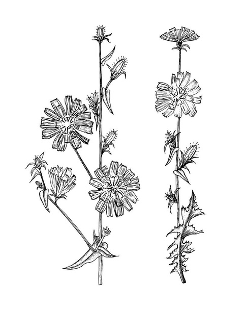 Cichorium or Chicory or endive. Dandelion or sunflower family. Botanical plant illustration. Vintage herbaceous perennial herbs. Hand drawn floral bouquets and wildflowers and grass in sketch style.  - Vector, Image