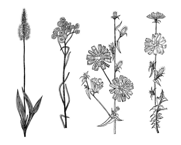 Cichorium or Chicory or endive. Plantago or Helichrysum arenarium or dwarf everlast or immortelle. Dandelion or sunflower family. Botanical plant illustration. Hand drawn floral in sketch style.  - Vektori, kuva