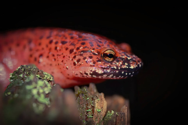 Salamandra rossa di colore nero - - Foto, immagini