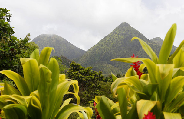 Tropical σκηνή της Μαρτινίκας βουνά, Όρος Pelee στο παρασκήνιο, Lesser antilles, Καραϊβικής φυτά σε πρώτο πλάνο. - Φωτογραφία, εικόνα