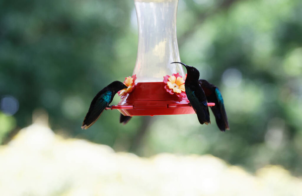 Buczenie, ptaki - colibris widział na wyspie Martynika, francuski West Indies. - Zdjęcie, obraz