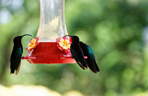 The humming birds-colibris seen on Martinique island, French West Indies
. - Фото, изображение