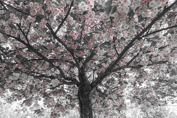 Cerezo o Ciruela Árbol Japonés con Flores y con tratamiento fotográfico de color - Foto, imagen