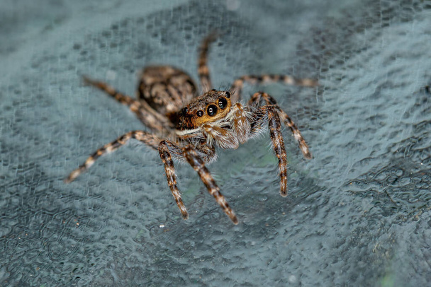 Pieni uros Harmaa Seinä Hyppäävä Hämähäkki lajin Menemerus bivittatus - Valokuva, kuva