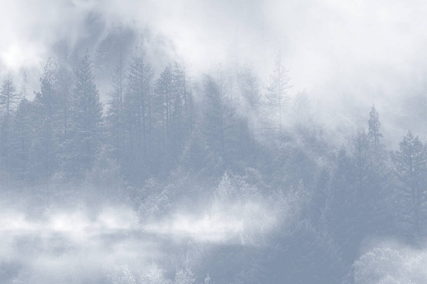 niebla bosque para fondo japón - Foto, Imagen