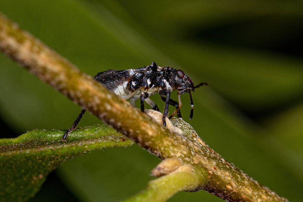 Śmierdząca nimfa owadów z rodziny pentatomidae, która naśladuje mrówki żółwie - Zdjęcie, obraz