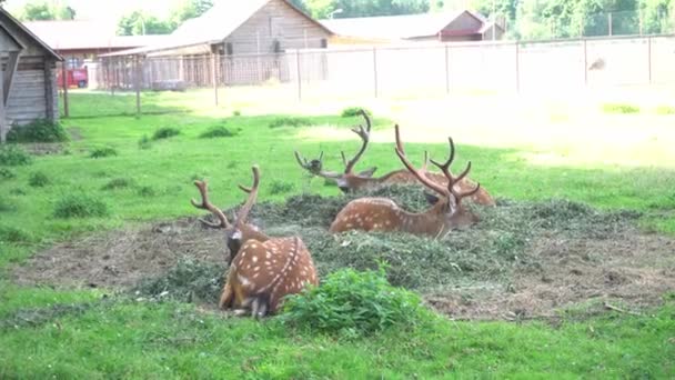 pasoucí se jeleni jelen hart na louce, roztomilí jeleni jíst ležící na trávě zblízka - Záběry, video