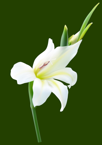 Flor branca de gladíolo
 - Vetor, Imagem