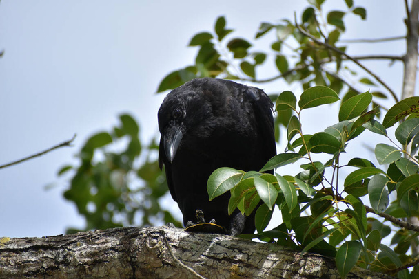 Large black bird eating a turtle while sitting in a tree in Shark Valley in Everglades National Park, Florida - Photo, Image