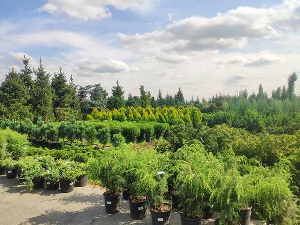 prodej jehličnatých věčně zelených rostlin v zahradním centru. thuja, dekorativní borovice, jedle, jalovci v zahradě v řadě - Fotografie, Obrázek
