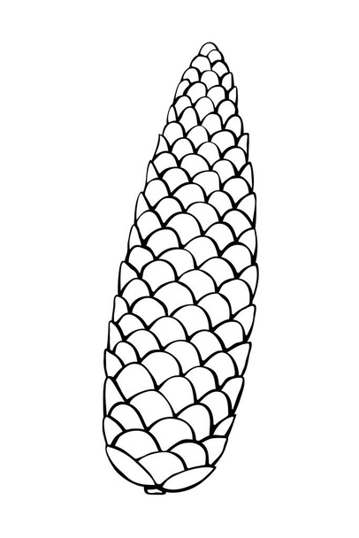 Vector de abeto cono de abeto en estilo garabato. Esquema dibujado a mano ilustración, clipart, aislado. - Vector, imagen