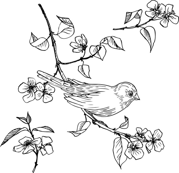 Linear drawing of bird at branch - Vektör, Görsel