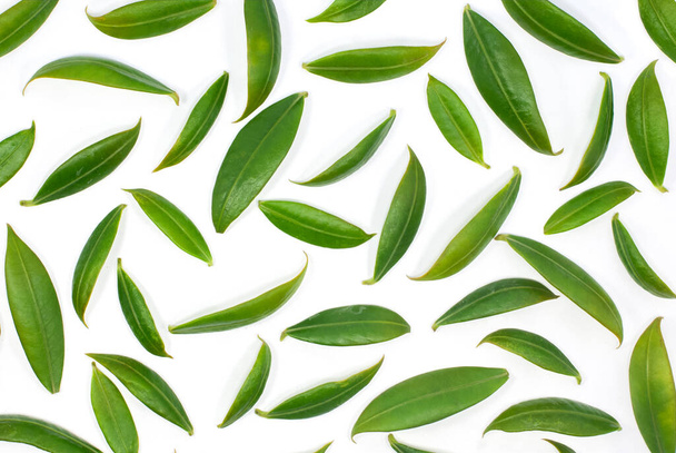 Allamanda cathartica foglie modello isolato su sfondo bianco - Foto, immagini
